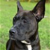 adoptable Dog in raleigh, NC named Gabi - Urgent