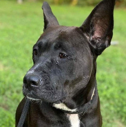GABI - URGENT - American Staffordshire Terrier available for adoption