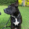 Gabi - Urgent - Photo 4