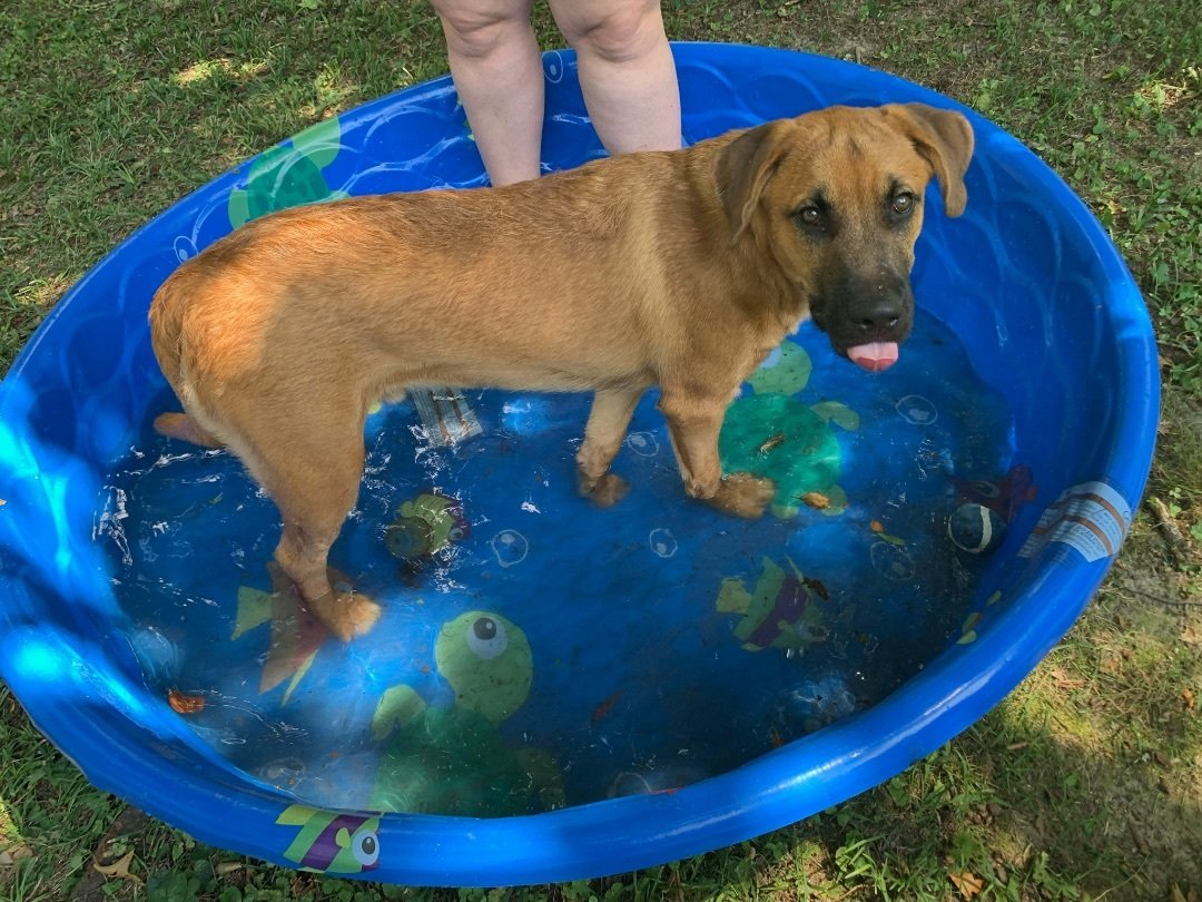 adoptable Dog in Columbia, SC named Bucky