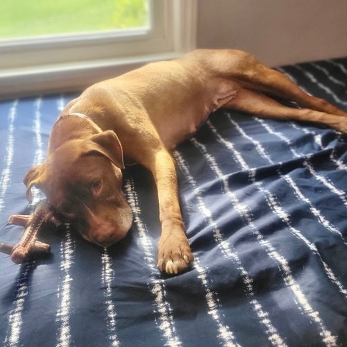 SHELBY - American Staffordshire Terrier / Terrier available for adoption