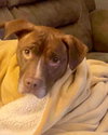 Shelby - Photo 2