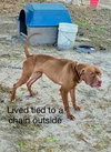 Shelby - Photo 3