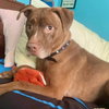 Shelby - Photo 5