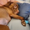 Shelby - Photo 6