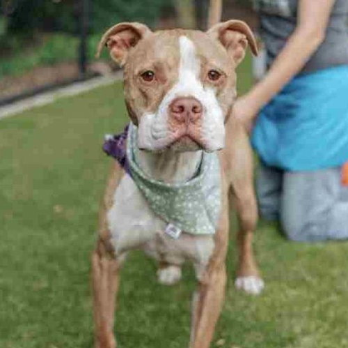 RAMONE - American Staffordshire Terrier / Terrier available for adoption