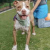 Ramone - Photo 4