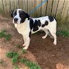 adoptable Dog in columbia, SC named Shaggy
