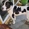 Shaggy - Photo 2