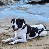 Shaggy - Photo 4