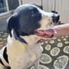Shaggy - Photo 5