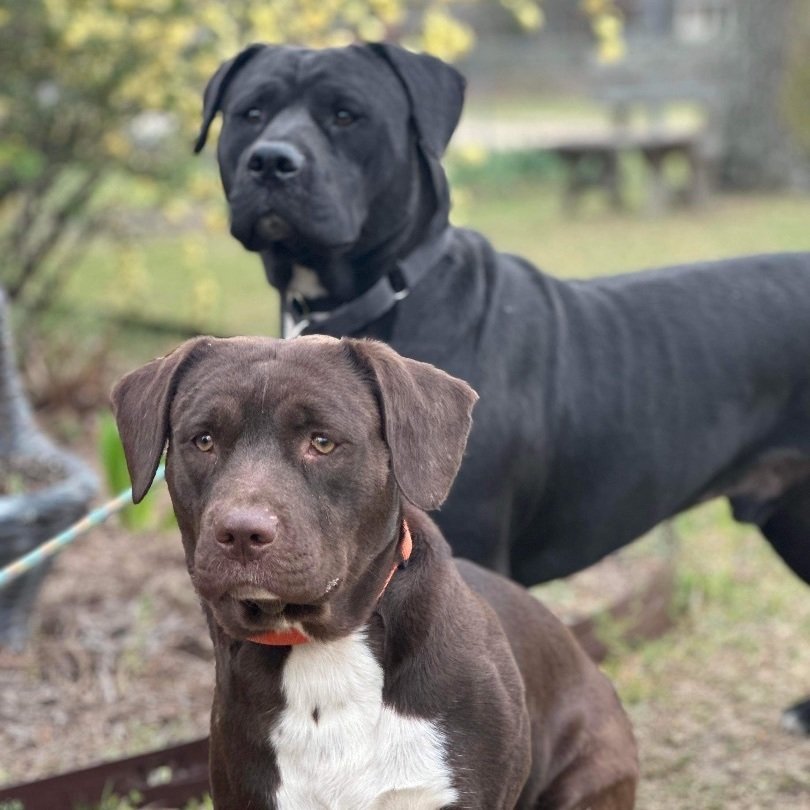adoptable Dog in Raleigh, NC named Bubba and Betsy