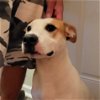 adoptable Dog in columbia, SC named Grace