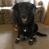 Senior Foster - Photo 2