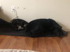 Senior Foster - Photo 5