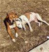 adoptable Dog in columbia, IA named Sally & Hank