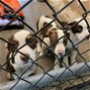 adoptable Dog in columbia, SC named James, Paisley, & Ivory