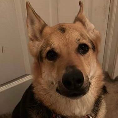 SAMMI - German Shepherd Dog available for adoption