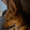 Sammi - Photo 4