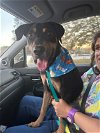 adoptable Dog in raleigh, , NC named Chewy