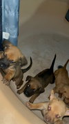 Penny's Puppies Females TN - Photo 4