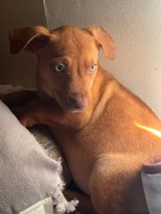PENNY'S PUPPIES FEMALES TN - American Staffordshire Terrier available for adoption