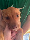Penny's Puppies Females TN - Photo 2