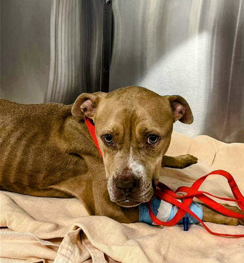 IVY - URGENT - American Staffordshire Terrier available for adoption