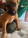 Penny's Puppies Males - TN - Photo 2