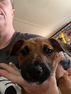 Penny's Puppies Males - TN — thumbnail 3
