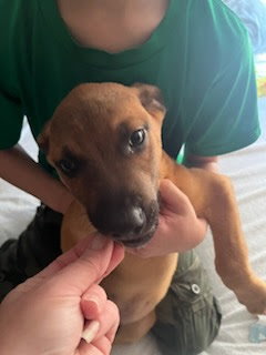 Penny's Puppies Males - TN — thumbnail 4