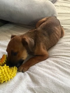Penny's Puppies Males - TN — thumbnail 5