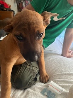 Penny's Puppies Males - TN — thumbnail 7