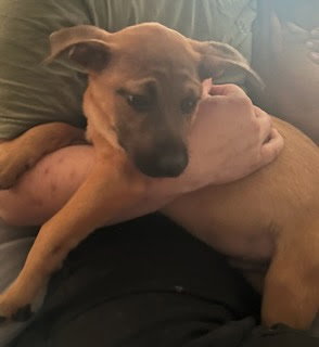 Penny's Puppies Males - TN — thumbnail 8