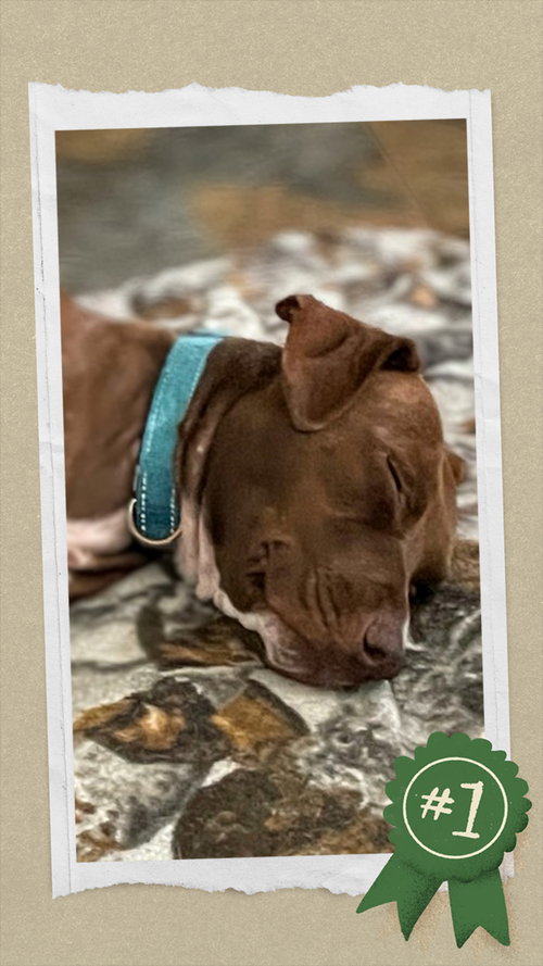 HERBY - Retriever available for adoption