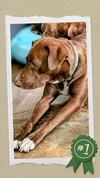 Herby - Photo 5