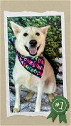 adoptable Dog in  named Spirit - Urgent Losing Home