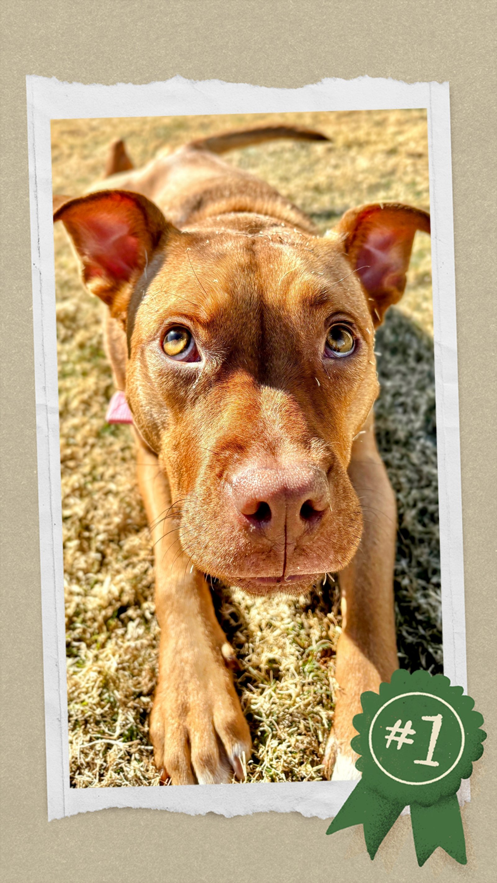 adoptable Dog in Rock Hill, SC named Penelope Dee