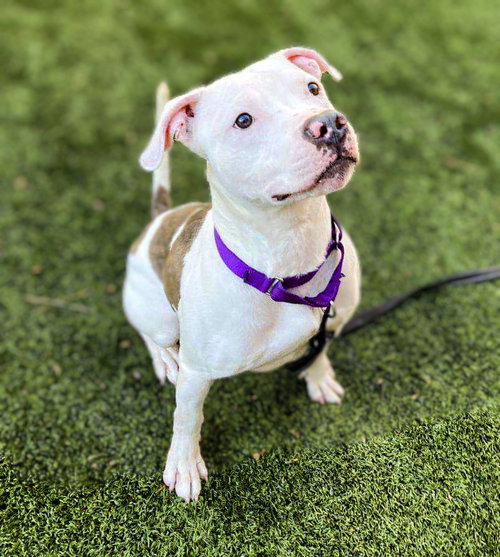 NOLAN - American Bulldog available for adoption
