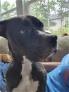adoptable Dog in raleigh, NC named Winston