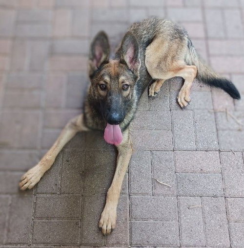 MAX PUPPY - Belgian Shepherd Malinois / German Shepherd Dog available for adoption