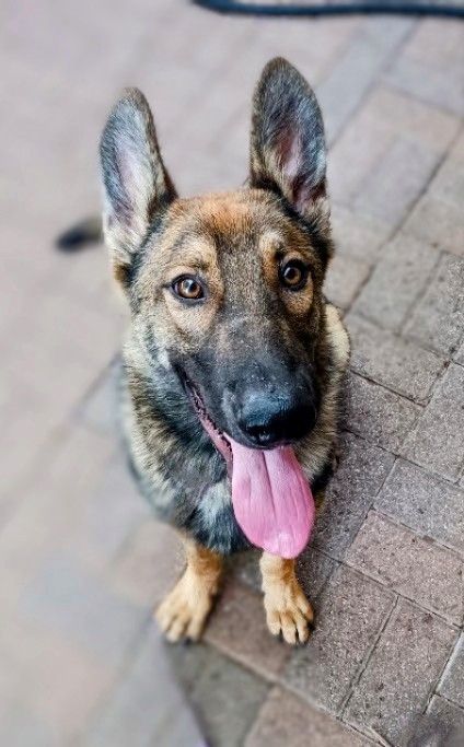 MAX PUPPY - Belgian Shepherd Malinois / German Shepherd Dog available for adoption