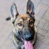 Max Puppy - Photo 3