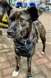 adoptable Dog in morrisville, PA named Ethel