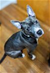 adoptable Dog in morris, IL named Ranger