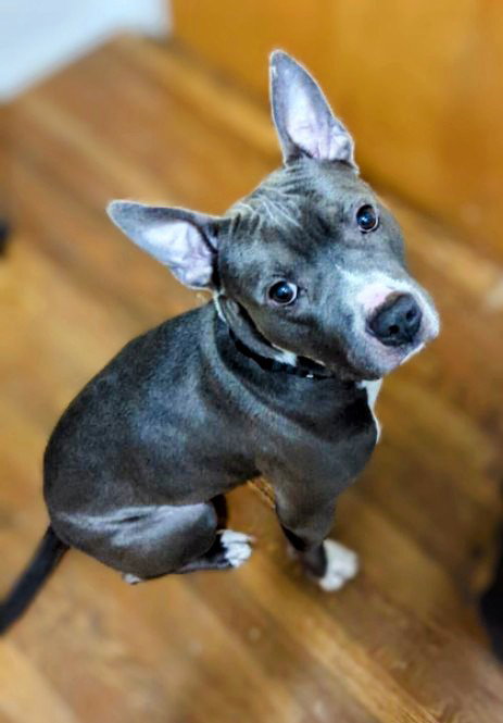 RANGER - American Staffordshire Terrier available for adoption