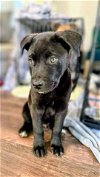 adoptable Dog in columbia, SC named Kieran