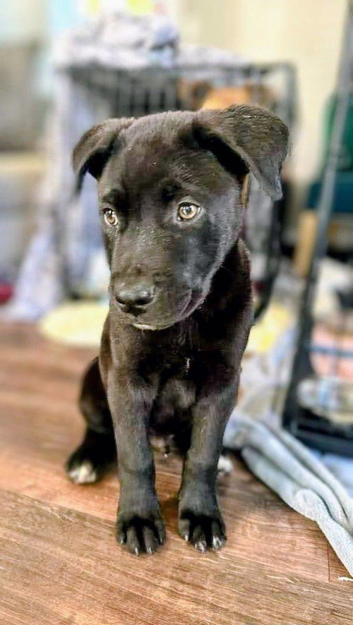 KIERAN - German Shepherd Dog available for adoption