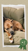 Scooby TT - Photo 2