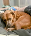 Scooby TT - Photo 3